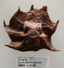 Opisthoteuthis depressa - National Museum of Nature and Science, Tokyo - DSC07566.JPG