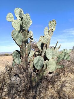 Opuntia robusta (Cactaceae).jpg