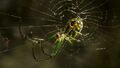 Orchard Spider in web.JPG