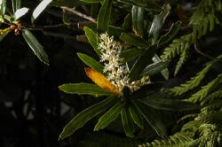 Orites diversifolia inflorescence.jpg