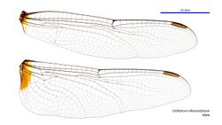 Orthetrum villosovittatum male wings (34249193743).jpg