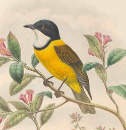 Pachycephala collaris - The Birds of New Guinea (cropped).jpg