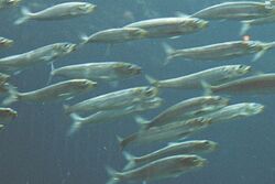 A school of small, slim-bodied, silvery fish