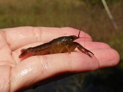 Panama City crayfish (13946432977).jpg