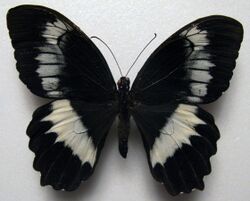 Papilio woodfordi.JPG
