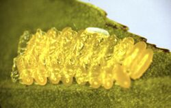 Egg of Parasyrphus nigritarsus (top, pale) on egg clutch of Phratora vitellinae (yellow)