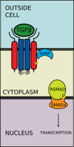 R-SMAD-coSMAD complex enters nucleus
