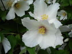 Philadelphus Belle Étoile1a.UME.jpg