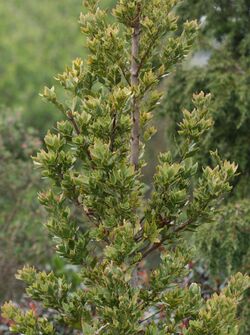 Phyllocladus aspleniifolius.jpg