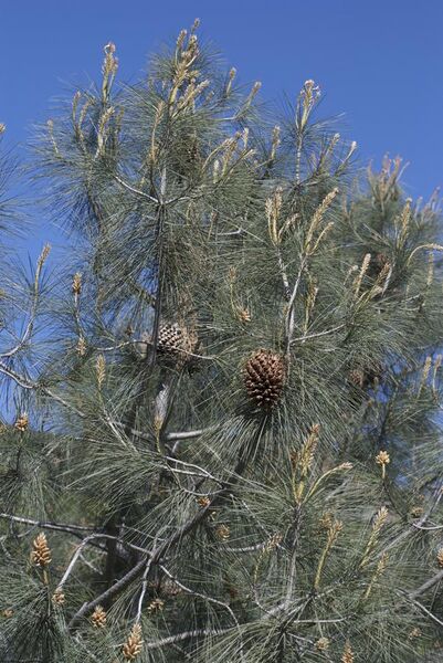 File:Pinus sabiniana.jpg