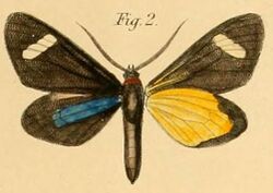 Pl.2-02-Türckheimia lynckerii=Pitthea perspicua (Linnaeus, 1758).JPG