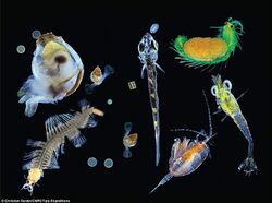 Plankton species diversity.jpg