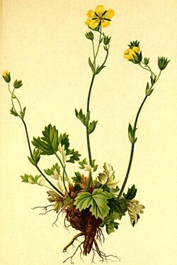 Potentilla nivea Atlas Alpenflora.jpg