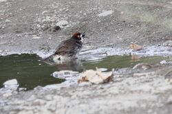 Prevosts Ground-Sparrow (Melozone biarcuatum) (5771871547).jpg