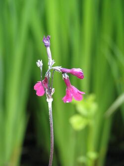 Primula secundiflora (9064795127).jpg