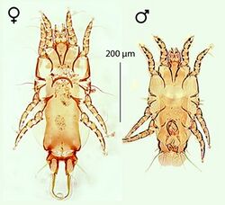 Proctophyllodes polyxenus.jpg