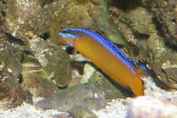 Pseudochromis aldabraensis - Aldabra Zwergbarsch.jpg