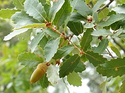 Quercus canariensis Enfoque 2010-10-03 SierraMadrona.jpg