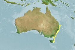 Map showing the distribution of Antipodocottus elegans on the South-eastern coast of Australia