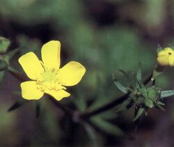 Ranunculus recurvatus NRCS-2.jpg