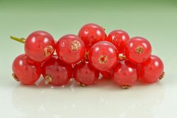 Redcurrant (Ribes rubrum) fruits.jpg