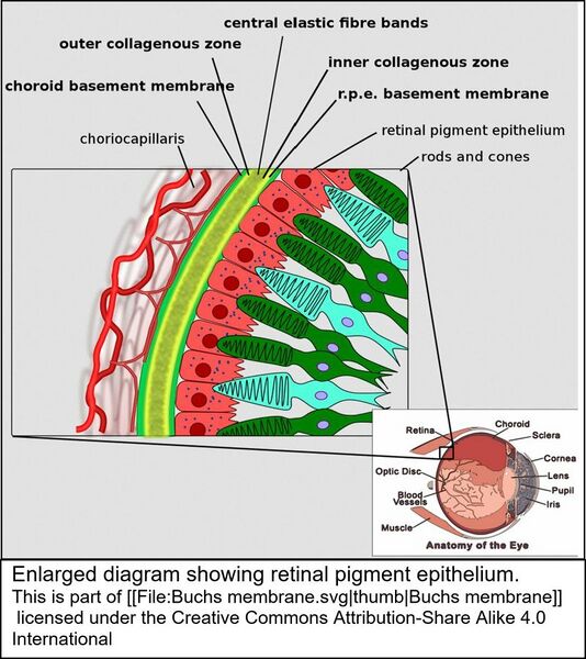 File:Retinal pigment epithelium.jpg