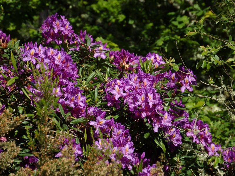 File:Rhododendron ponticum ssp. baeticum in Cambarinho Botanical Reserve, Portugal.JPG