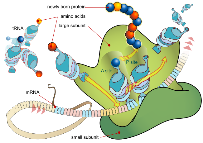 File:Ribosome mRNA translation en.svg