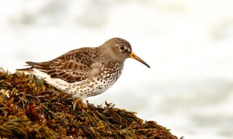 Rock Sandpiper