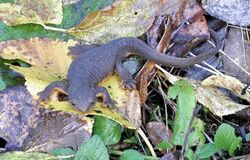 Rough-skinned newt (Taricha granulosa).JPG