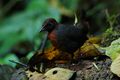 Rufous-breasted Antthrush 2015-06-08 (2) (25452497347).jpg