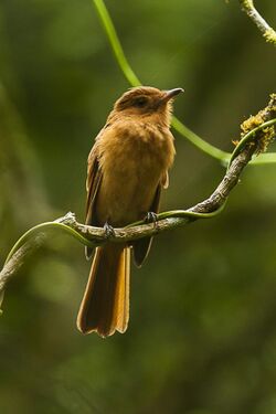 Rufous Mourner - Panama H8O0032.jpg