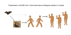 SARS-CoV-1 mammals as carriers.png