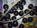 Sage-Leaved (Alangium salviifolium) fruits in Visakhapatnam.jpg