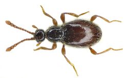 Scydmaenus tarsatus above.jpg