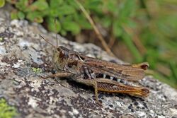 Siberian grasshopper (Gomphocerus sibiricus) female.jpg