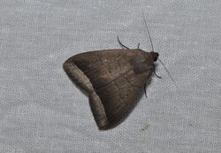 Simplicia bimarginata (36285999394).jpg