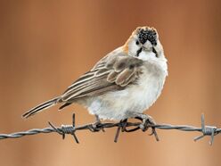 Speckle-fronted Weaver RWD3.jpg