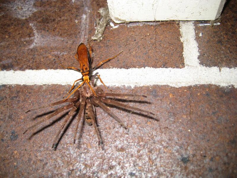 File:Spider wasp pompilid.jpg