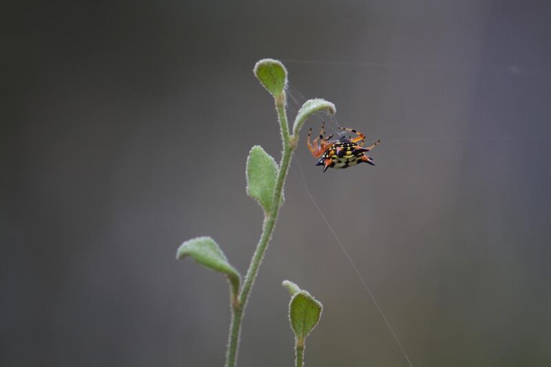 File:Spiny Spider.jpg