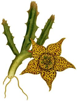 Stapelia variegata 1787.jpg