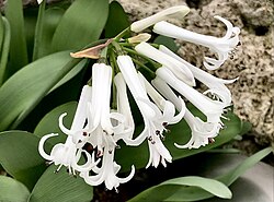 Strumaria phonolithica inflorescence closeup.jpg