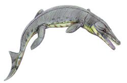 Suchodus durobrivense.jpg