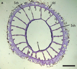 Terrazoanthus onoi.cross section.png
