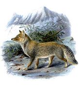 Painting of gay and brown fox