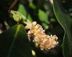 Trophis scandens flower spike.jpg