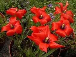 Tulipa linifolia 1.JPG