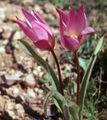 Tulipa saxatilis1LEST.jpg