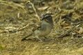 Tumbes Sparrow - South Ecuador S4E9651 (23024337739).jpg
