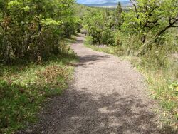 Gravel trail winding through thick vegetation.